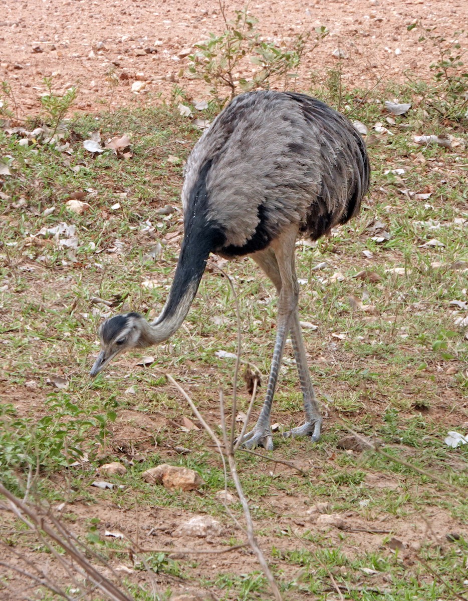 Greater Rhea - ML625559921