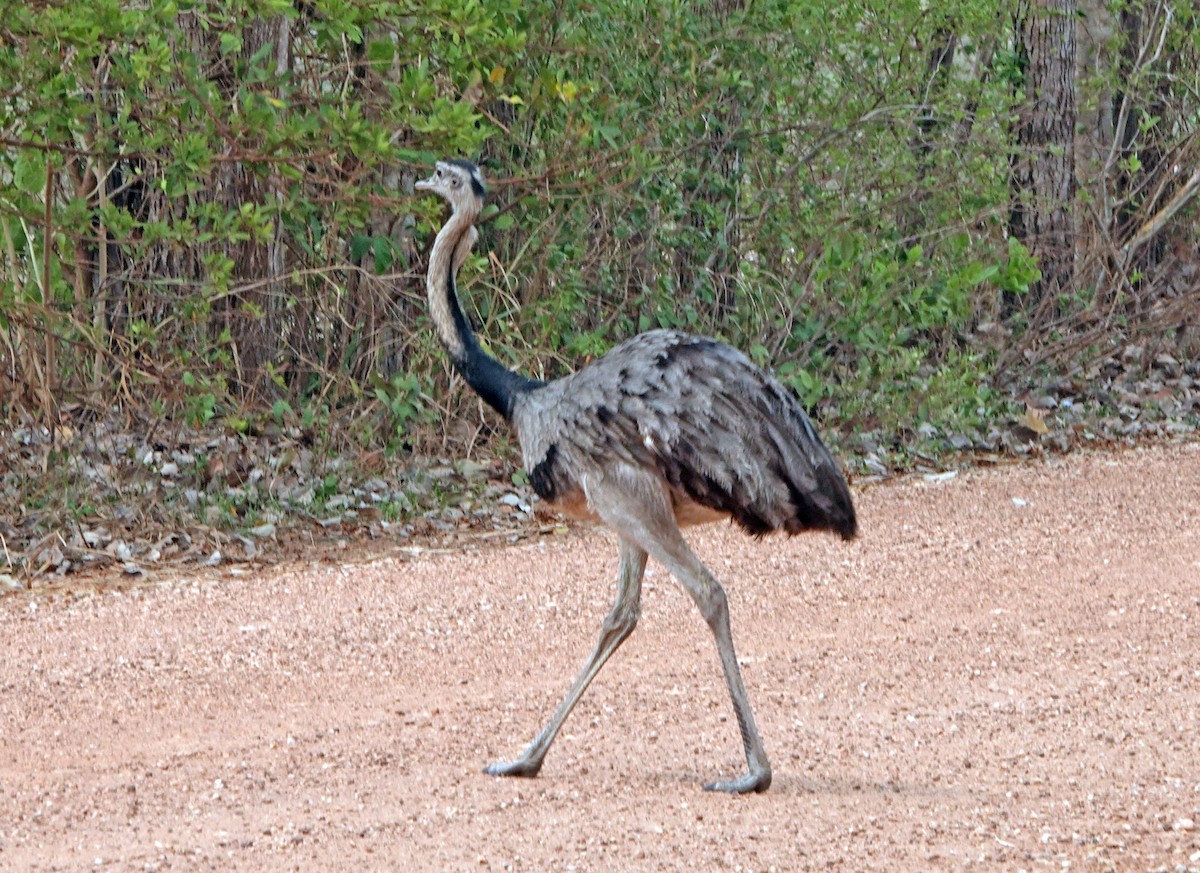 Greater Rhea - Diane Drobka