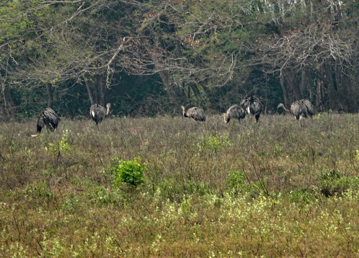 Greater Rhea - ML625559927