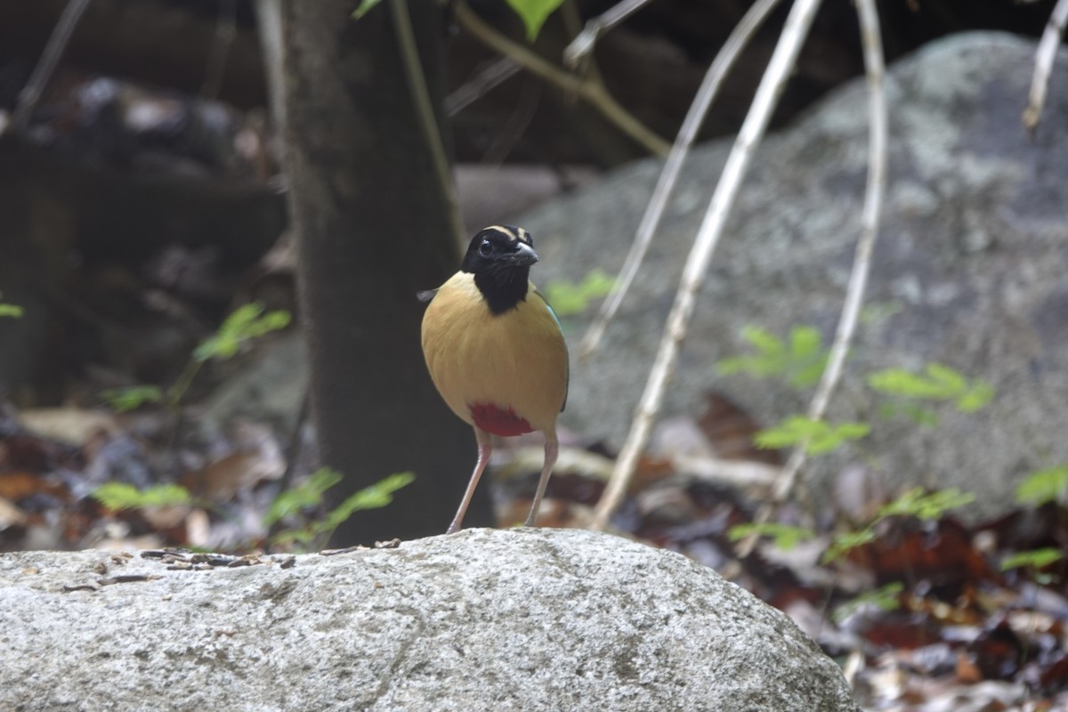 Elegant Pitta - ML625559954