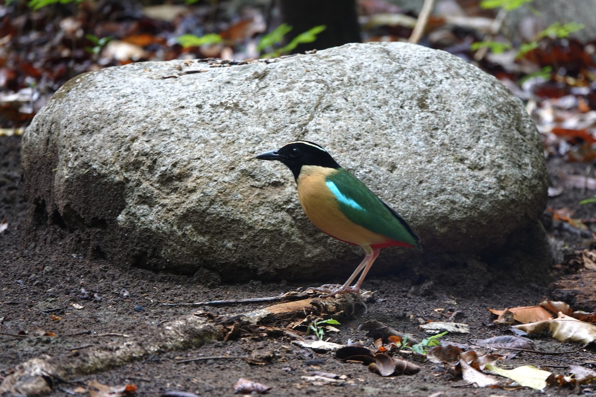 Elegant Pitta - ML625559958