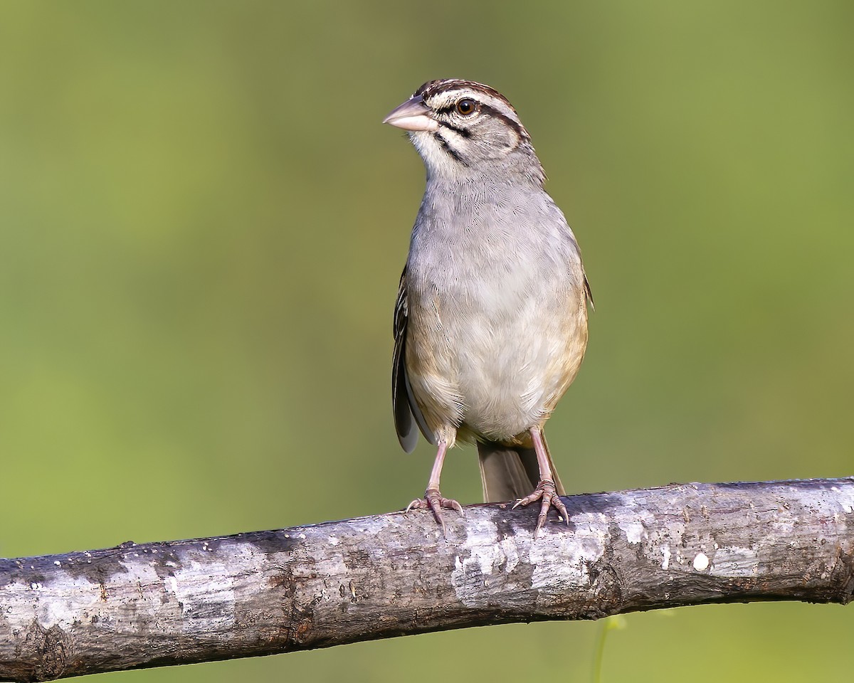Cinnamon-tailed Sparrow - ML625559986