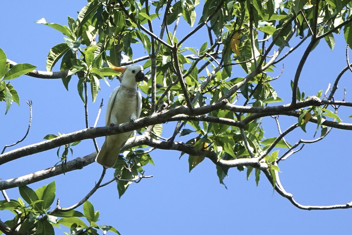 Cacatúa de Sumba - ML625560139