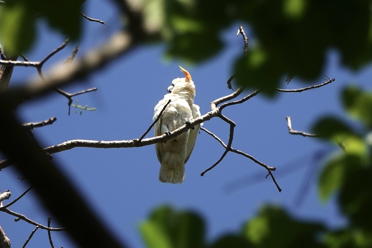Cacatúa de Sumba - ML625560142