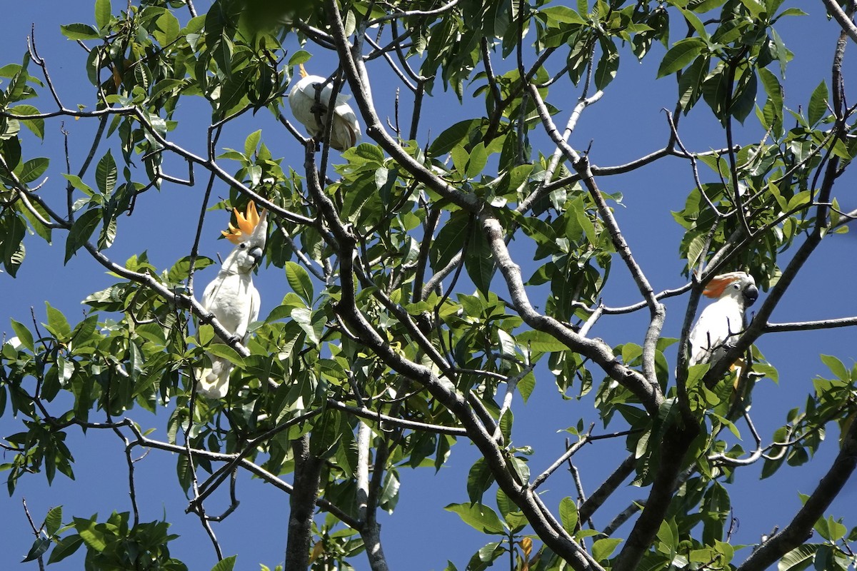 Citron-crested Cockatoo - Ping Ling Tai