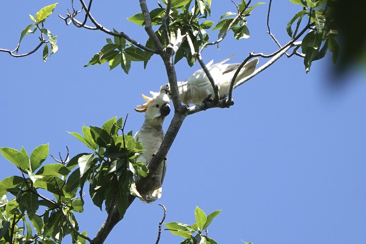 Cacatúa de Sumba - ML625560149