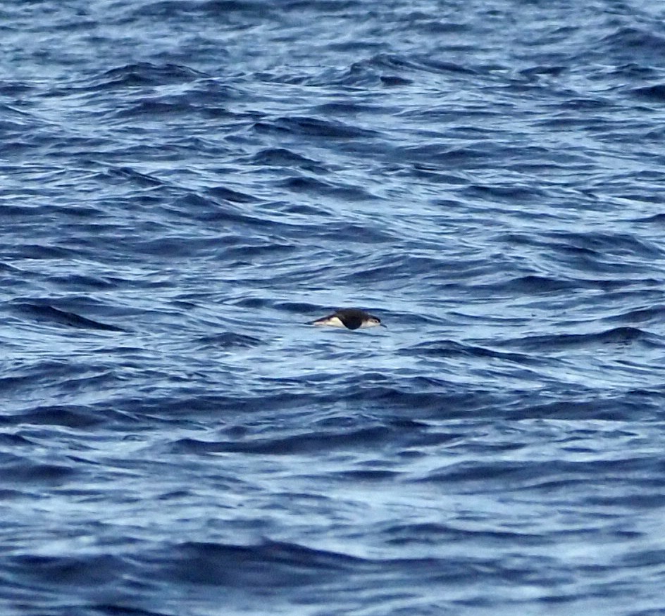 Little Shearwater - ML625560172