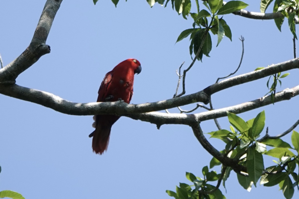 Sumba Eclectus - ML625560192