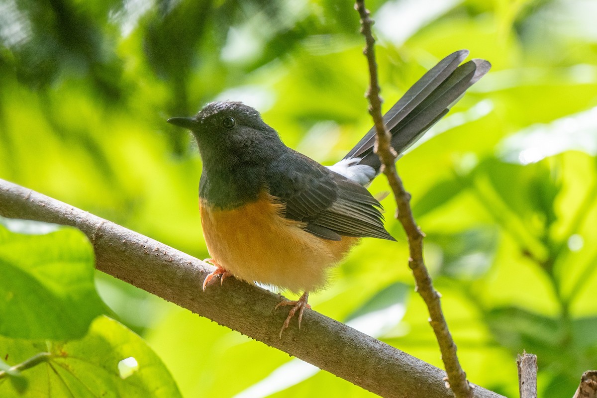 White-rumped Shama - ML625560245