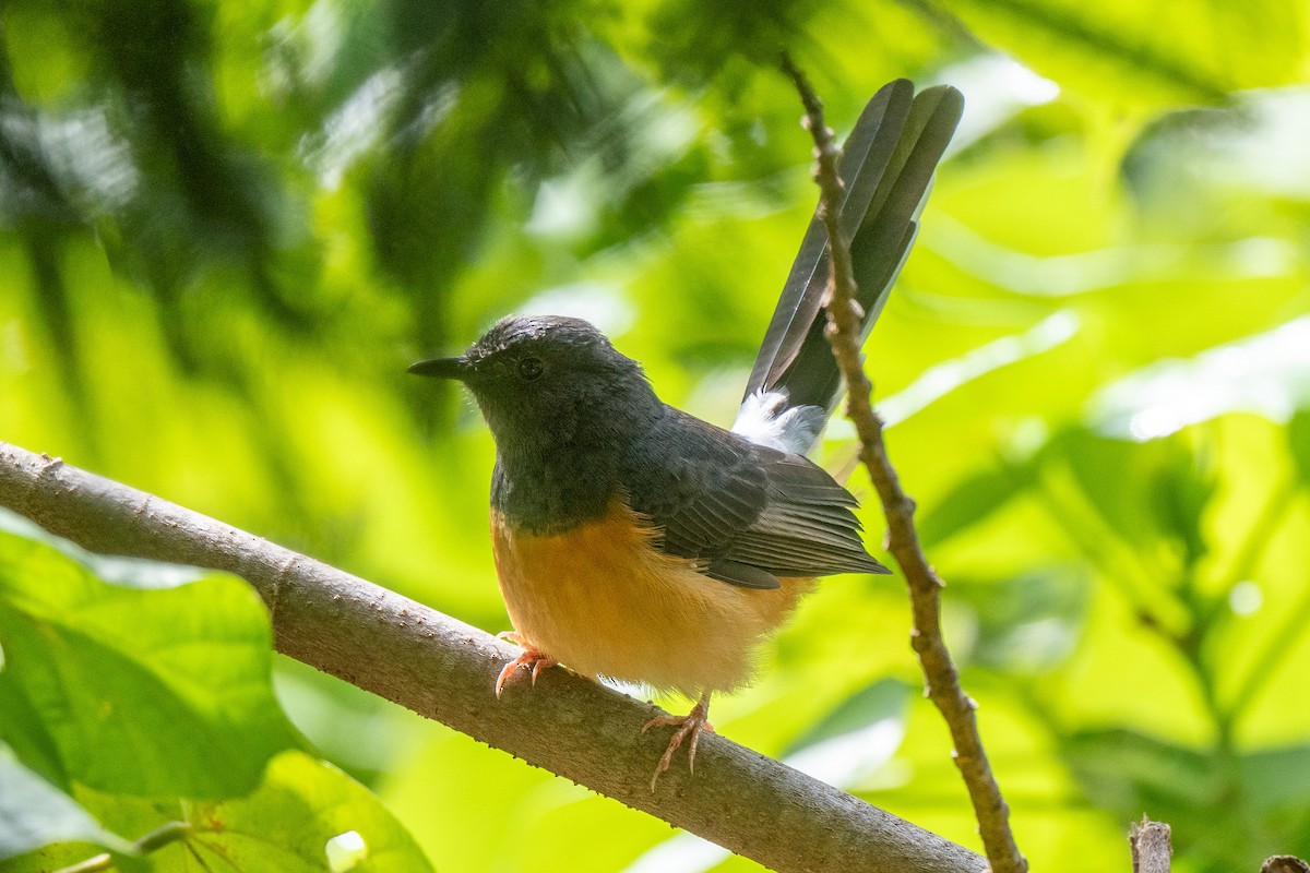 White-rumped Shama - ML625560246