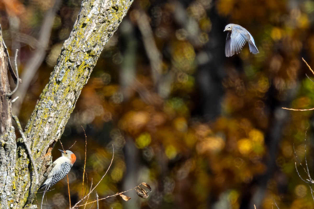 Red-bellied Woodpecker - ML625560318