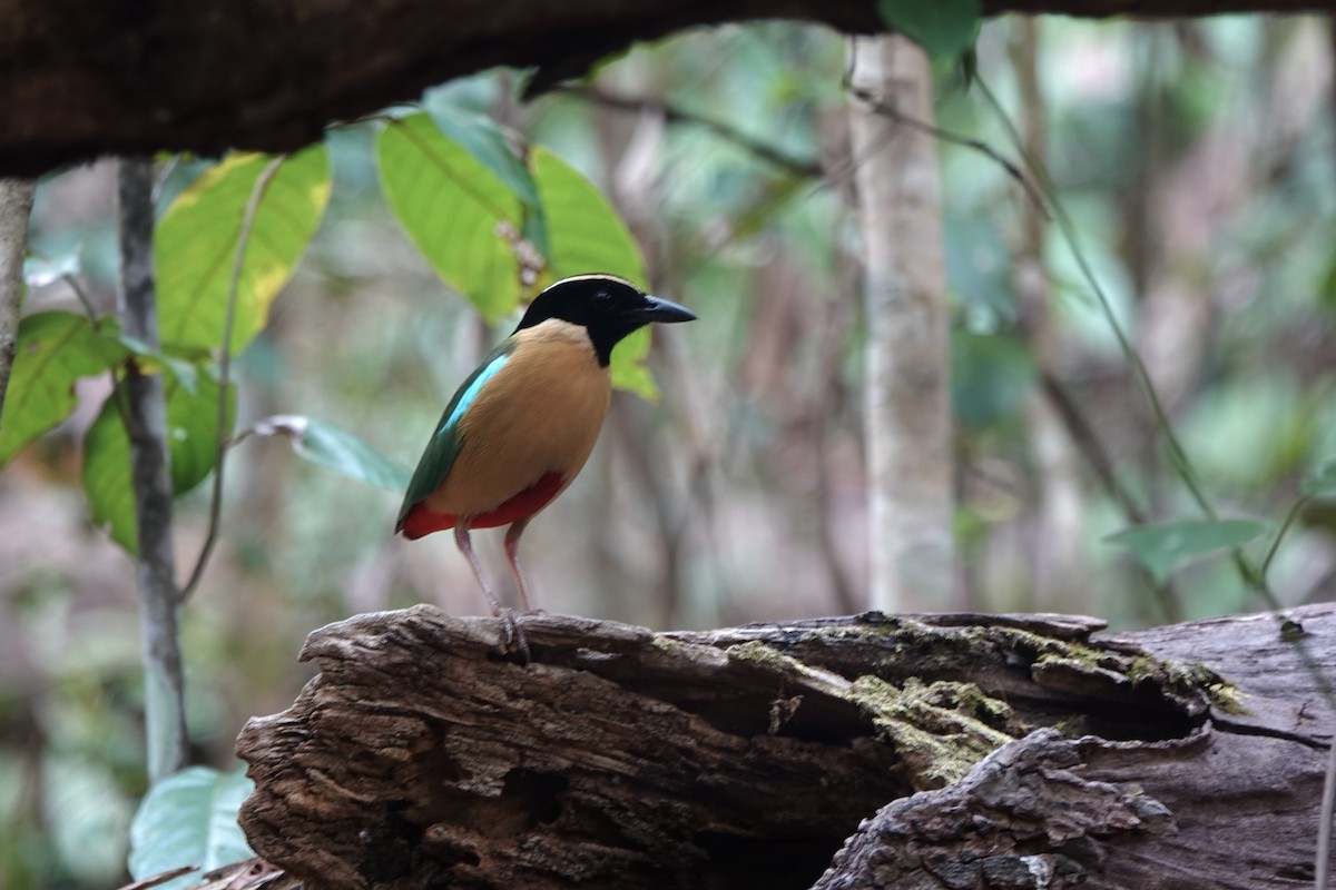 Elegant Pitta - ML625560388