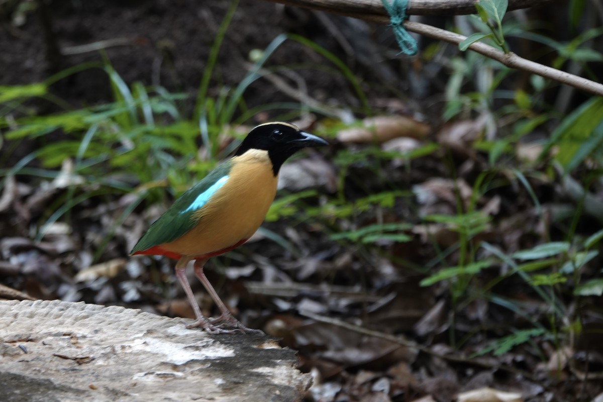 Elegant Pitta - ML625560394