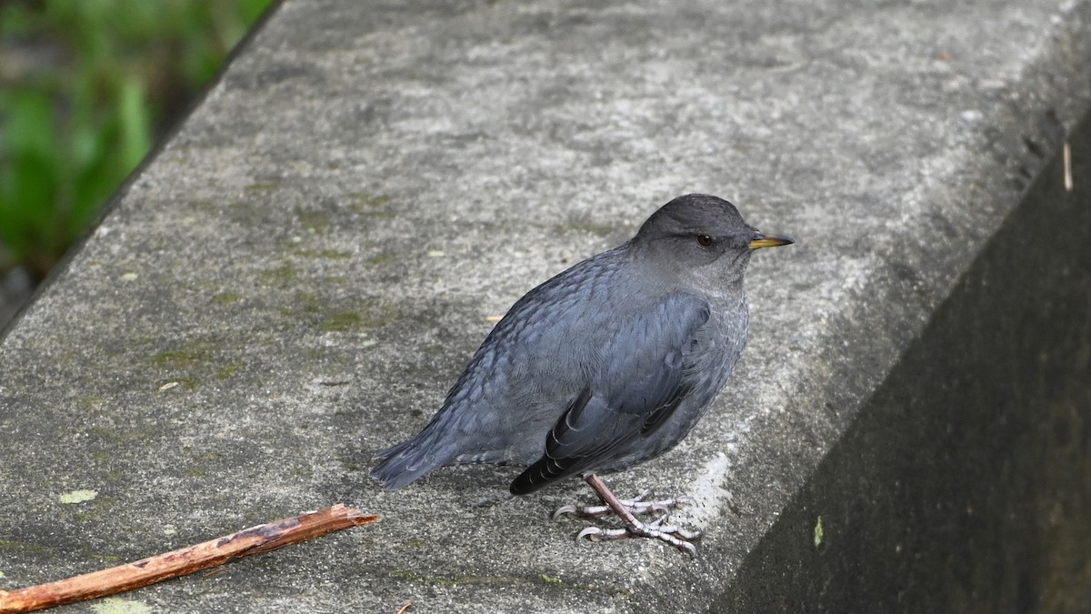 American Dipper - ML625560413