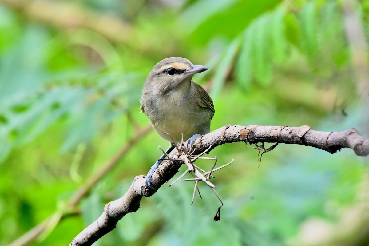 Yucatan Vireo - ML625560423