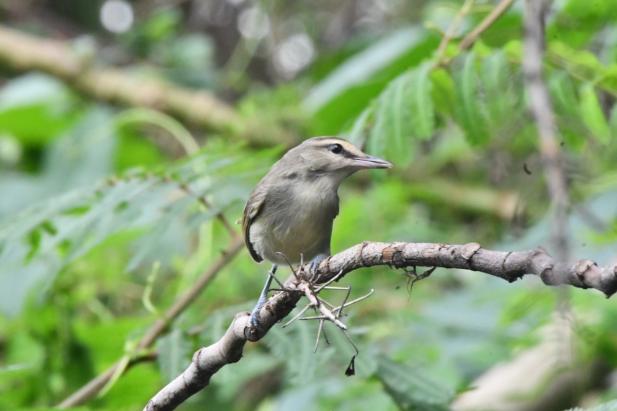 Yucatan Vireo - ML625560436