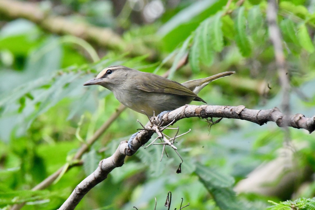 Yucatan Vireo - ML625560447