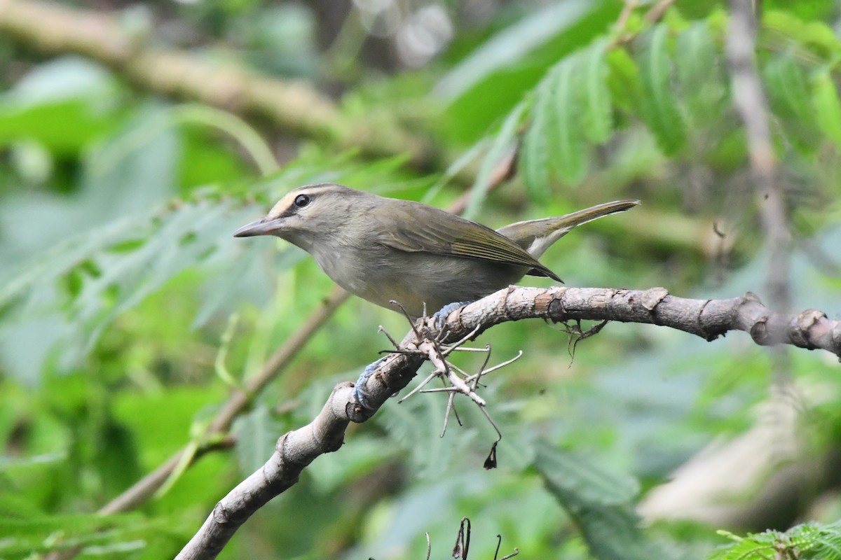 Yucatan Vireo - ML625560454