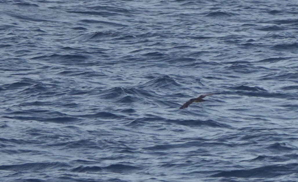 Heinroth's Shearwater - ML625560512
