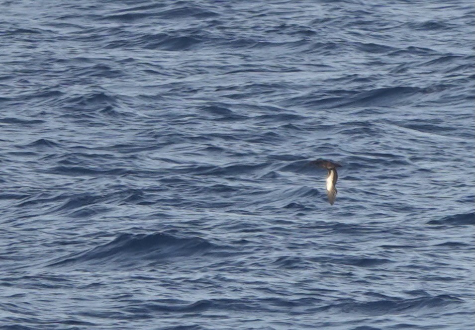 Heinroth's Shearwater - ML625560514