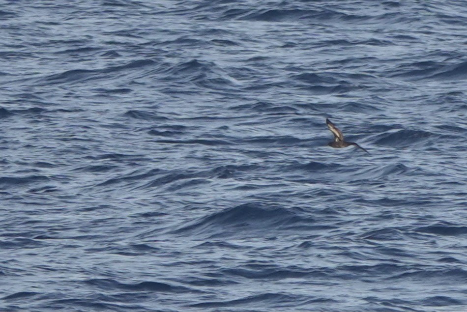 Heinroth's Shearwater - ML625560515