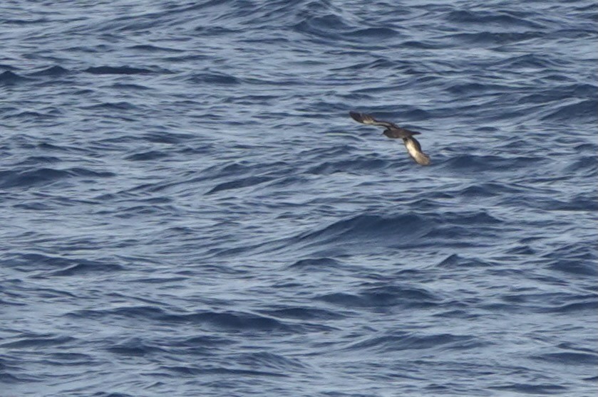 Heinroth's Shearwater - ML625560516