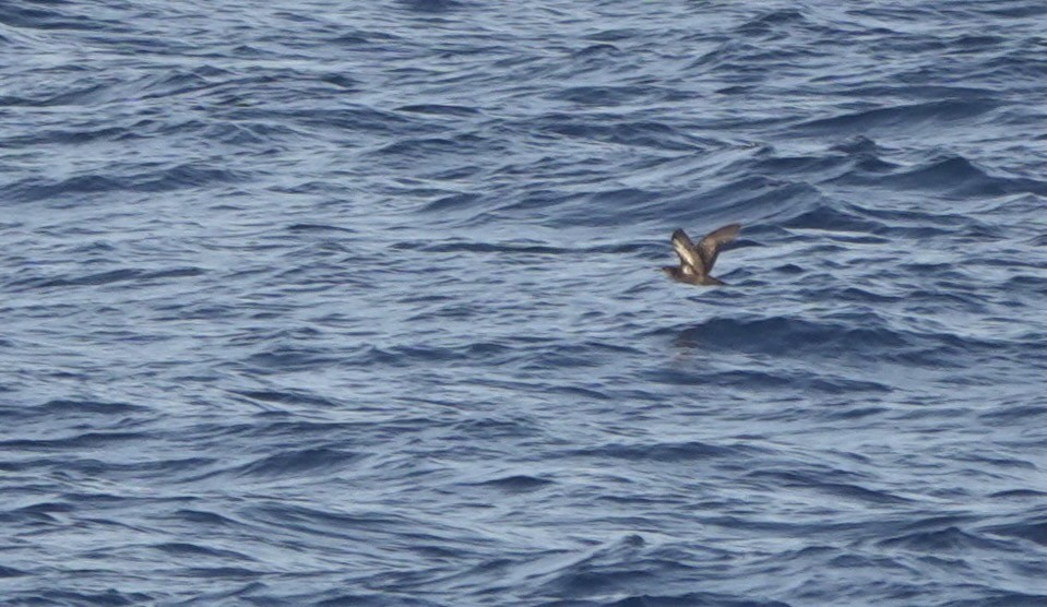 Heinroth's Shearwater - ML625560517