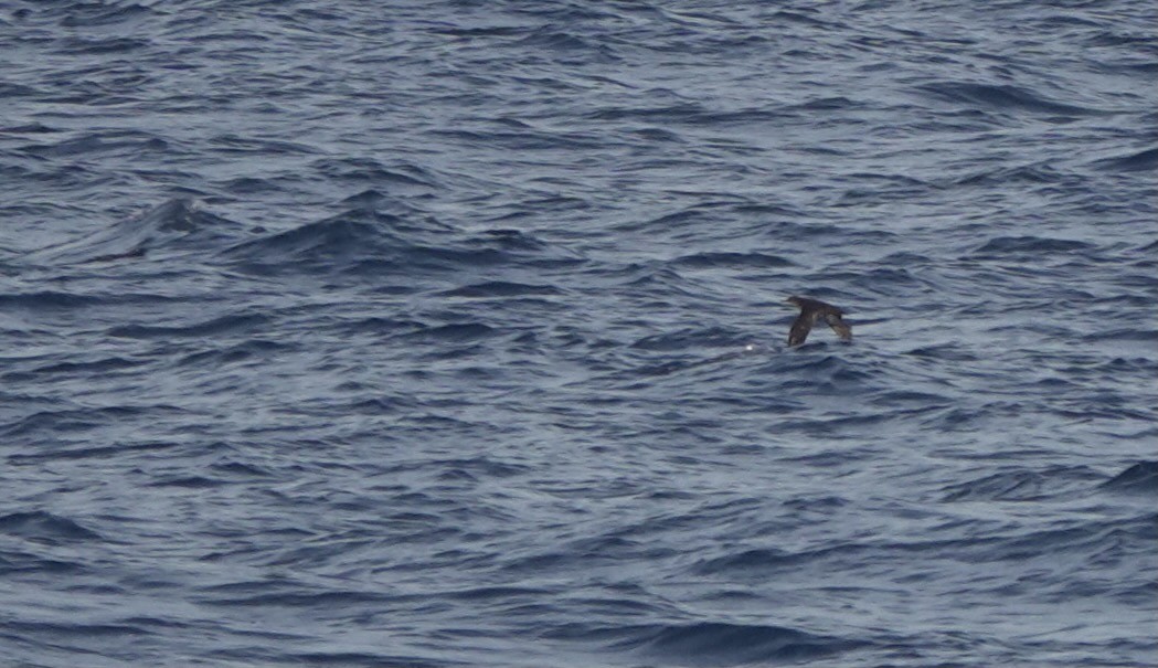 Heinroth's Shearwater - ML625560519