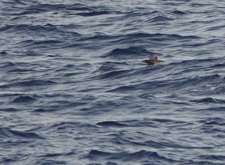 Heinroth's Shearwater - ML625560520