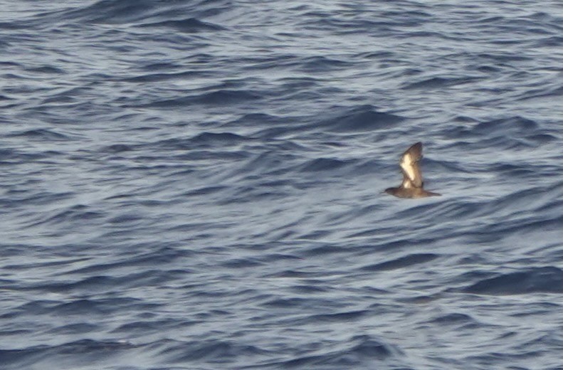 Heinroth's Shearwater - ML625560521