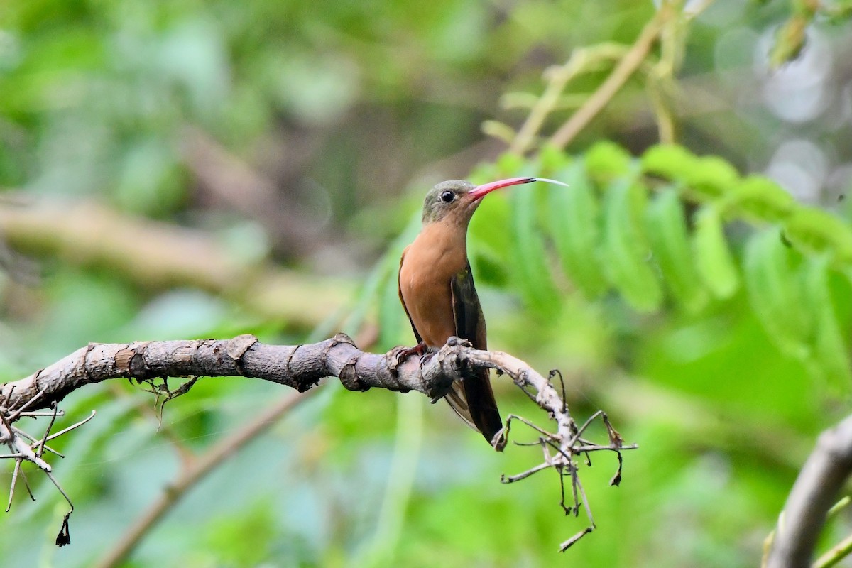 Cinnamon Hummingbird - ML625560532