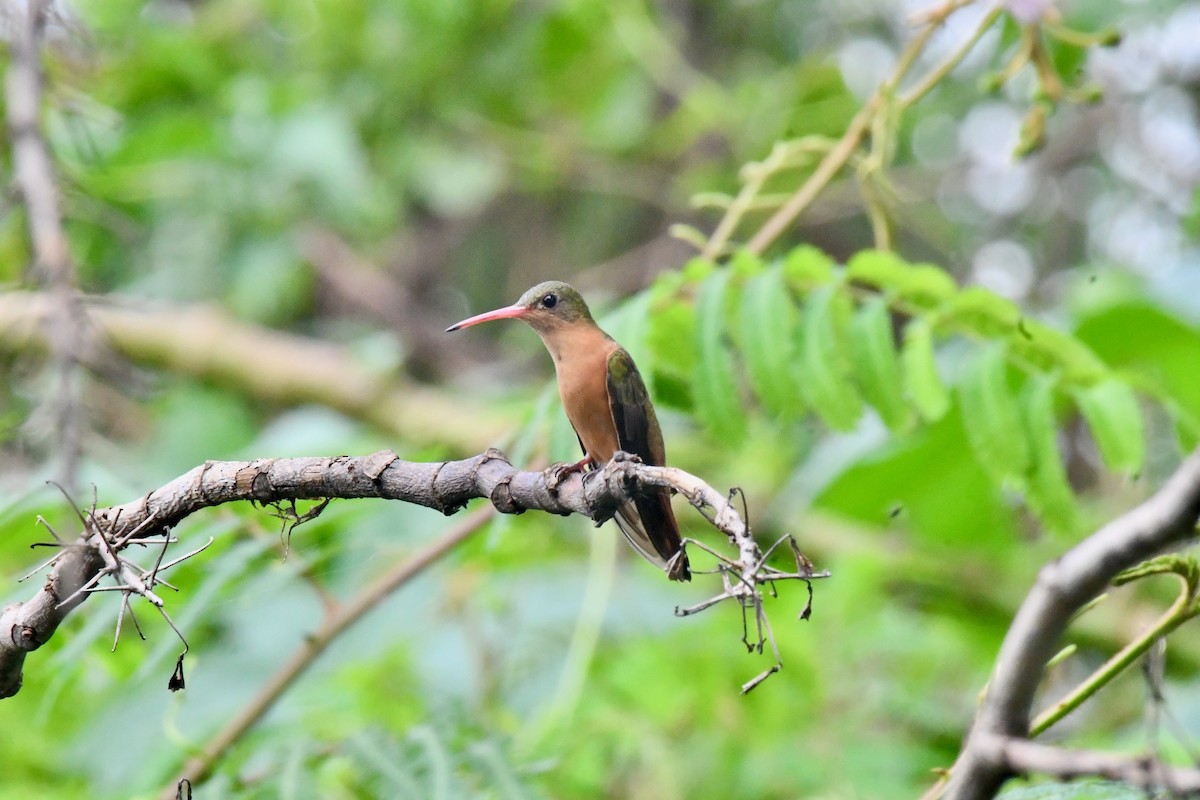 Cinnamon Hummingbird - ML625560533
