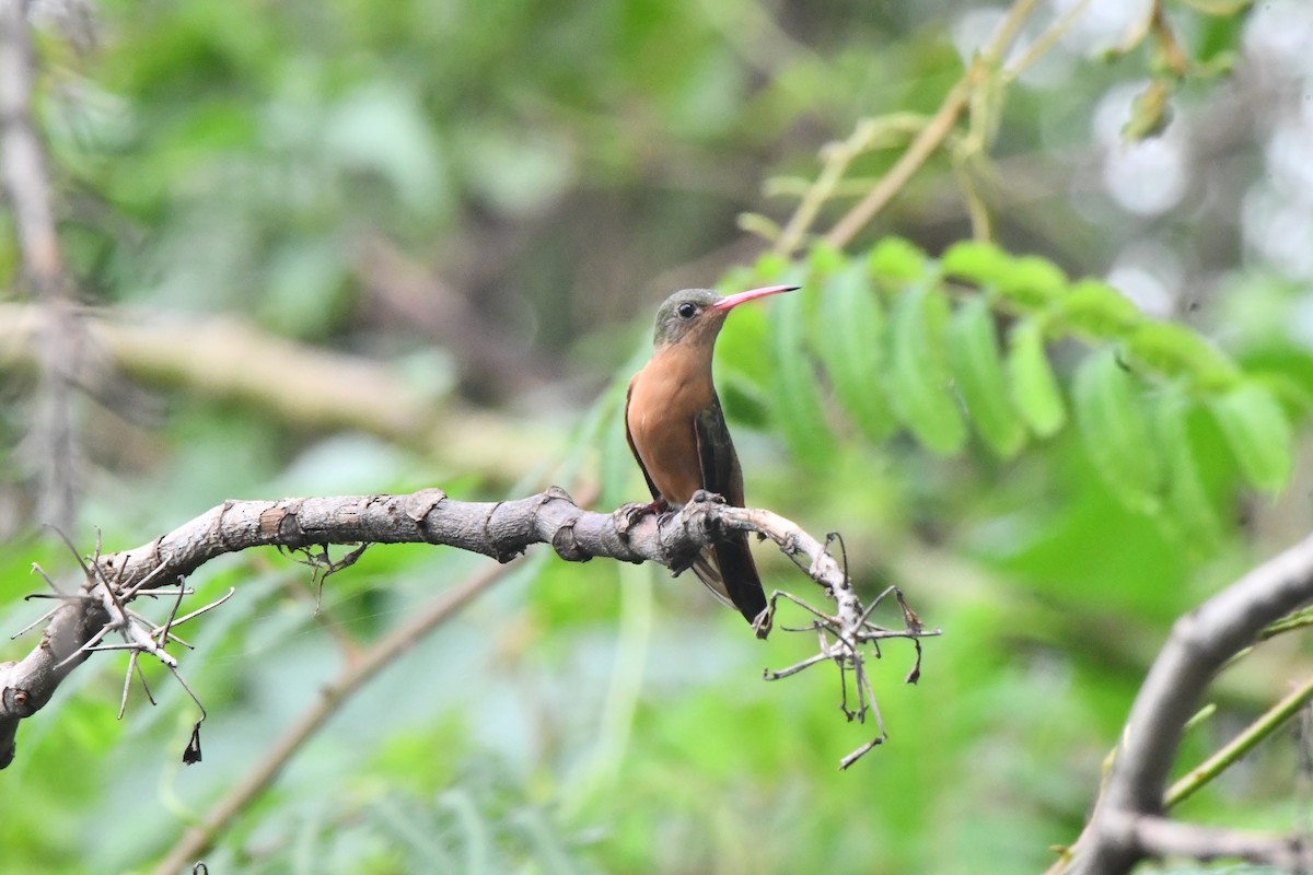 Cinnamon Hummingbird - ML625560534