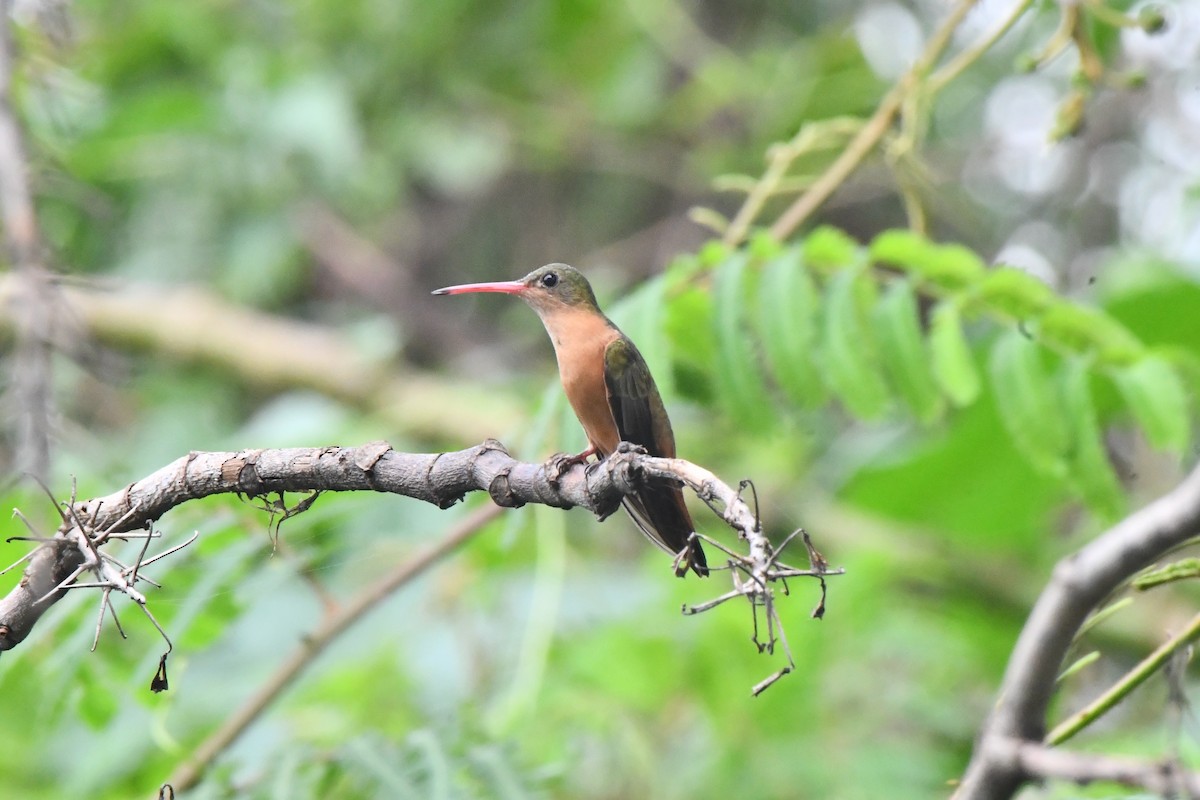 Cinnamon Hummingbird - ML625560535