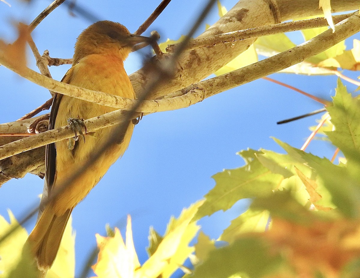 Baltimore Oriole - ML625560548