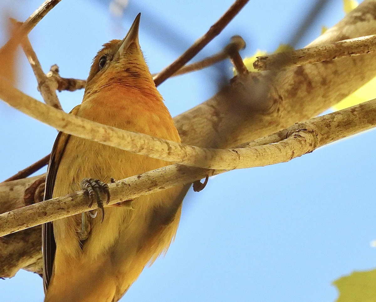 Baltimore Oriole - ML625560549