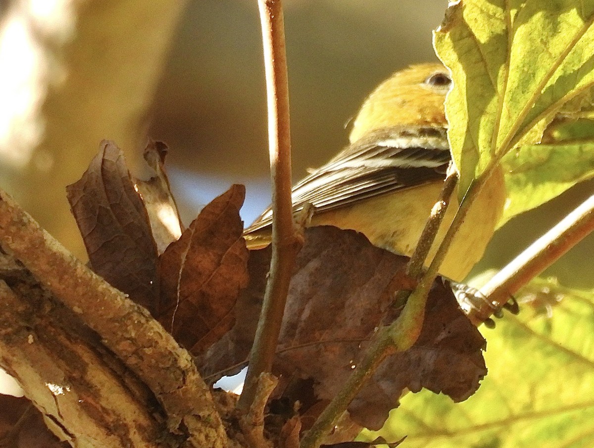 Baltimore Oriole - ML625560550