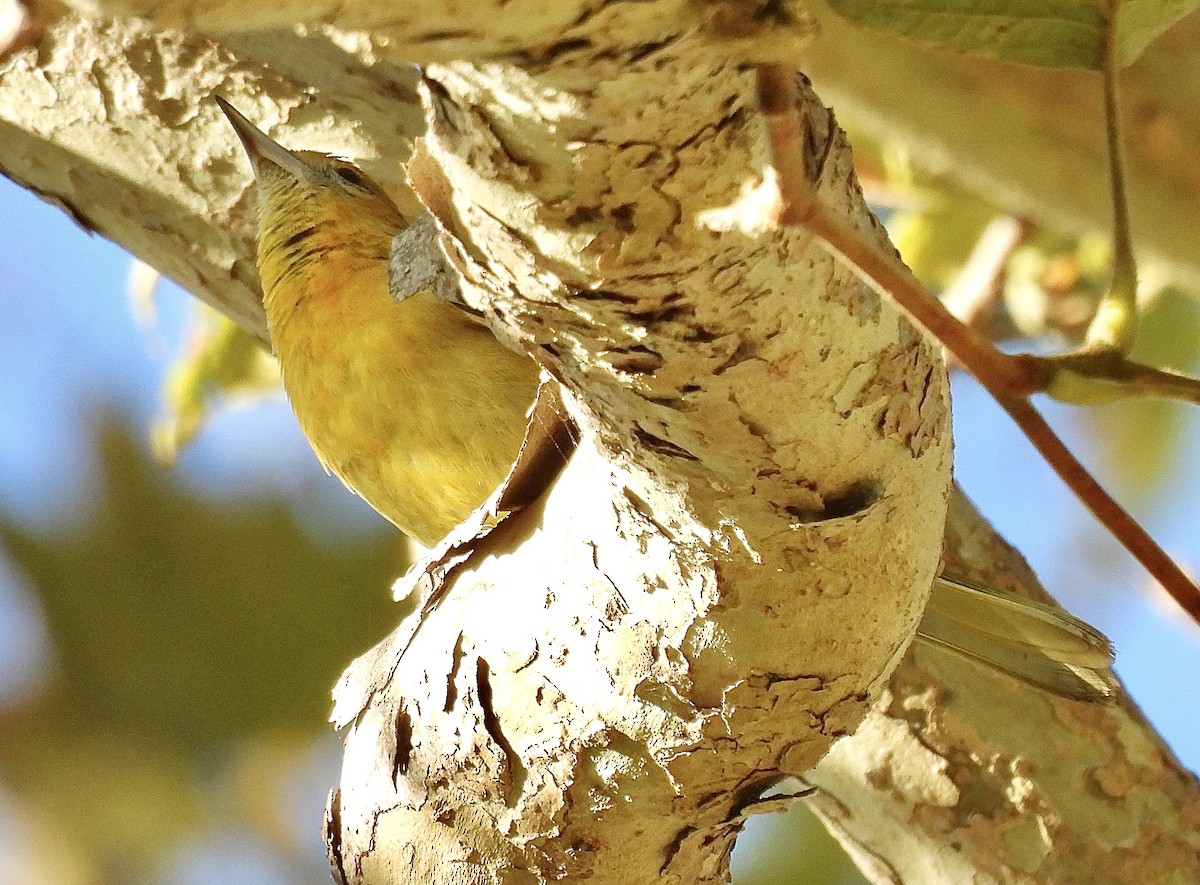 Baltimore Oriole - ML625560551