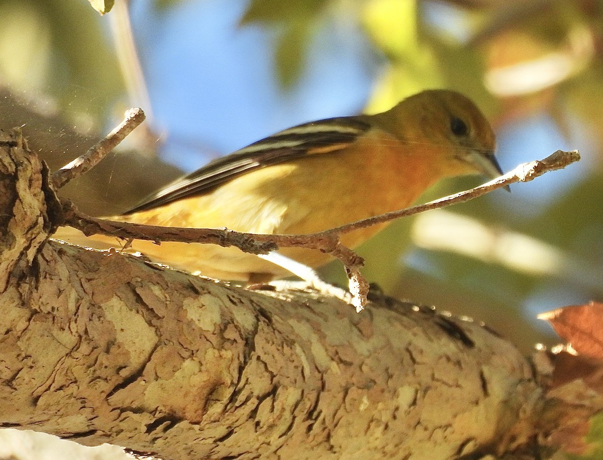 Baltimore Oriole - ML625560553
