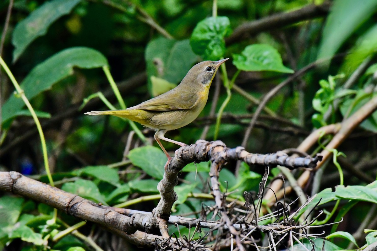 Common Yellowthroat - ML625560578