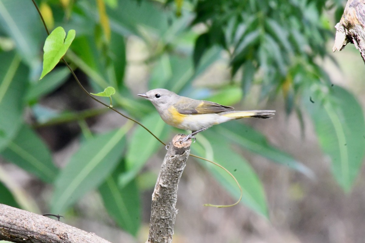 American Redstart - ML625560587