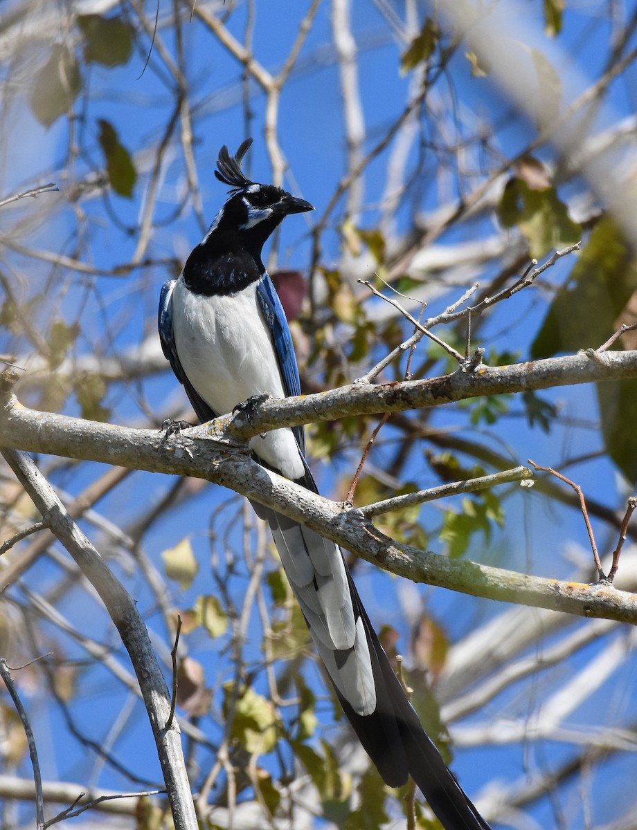 Black-throated Magpie-Jay - ML625560647