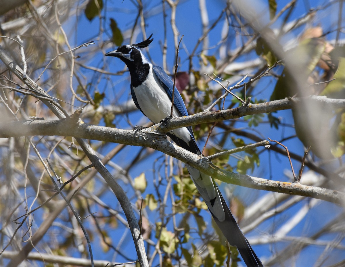 Black-throated Magpie-Jay - ML625560648