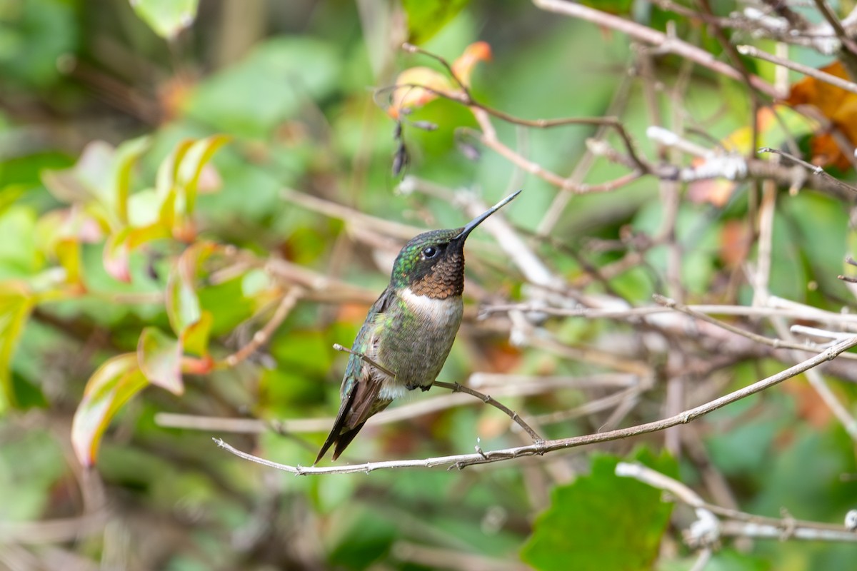 Ruby-throated Hummingbird - ML625560683