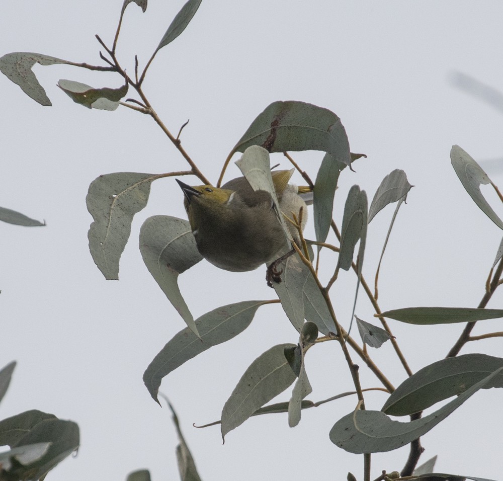 White-plumed Honeyeater - Lindy Fung