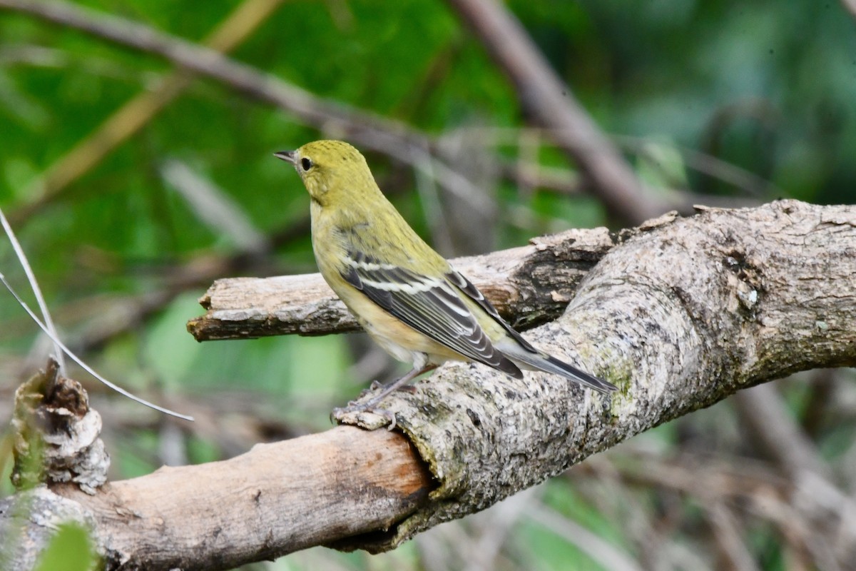 Bay-breasted Warbler - ML625560768