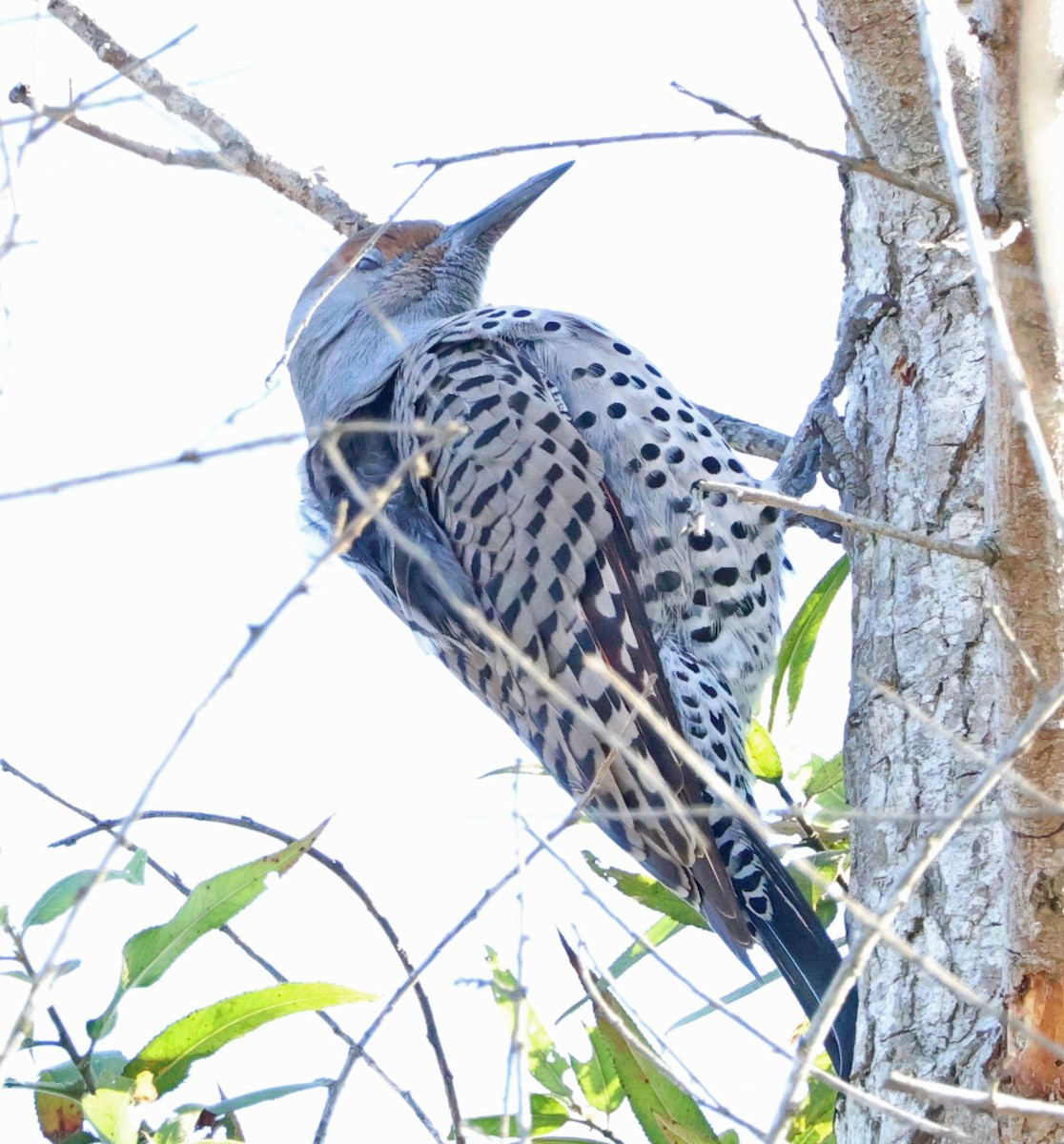 Northern Flicker - Diane Etchison