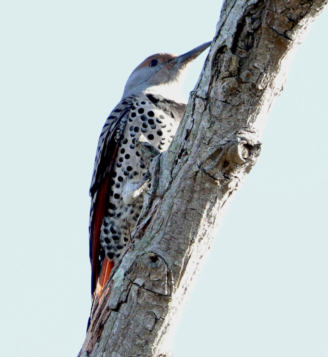 Northern Flicker - ML625560817