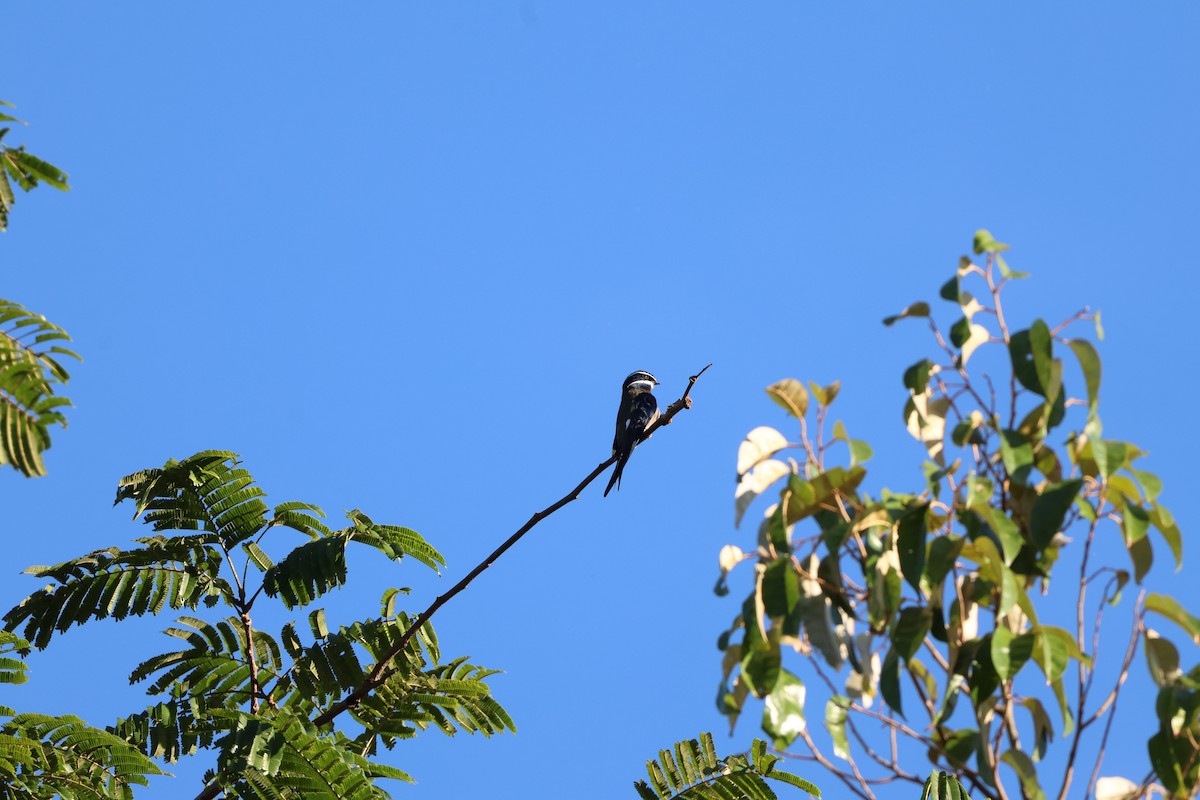 Whiskered Treeswift - ML625560820