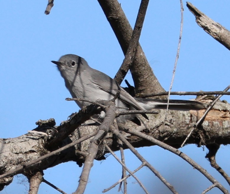 Blue-gray Gnatcatcher - ML625560832